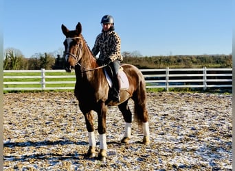 Irish Sport Horse, Wallach, 5 Jahre, Dunkelfuchs