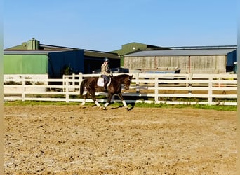 Irish Sport Horse, Wallach, 5 Jahre, Dunkelfuchs