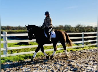 Irish Sport Horse, Wallach, 5 Jahre, Dunkelfuchs