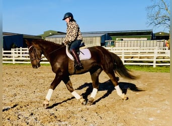 Irish Sport Horse, Wallach, 5 Jahre, Dunkelfuchs