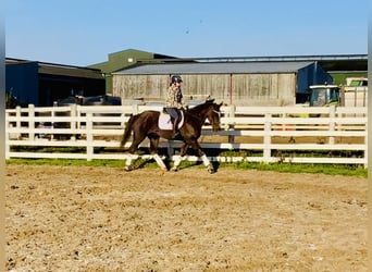 Irish Sport Horse, Wallach, 5 Jahre, Dunkelfuchs