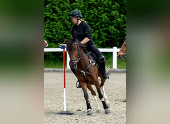 Irish Sport Horse, Wallach, 6 Jahre, 144 cm, Schecke