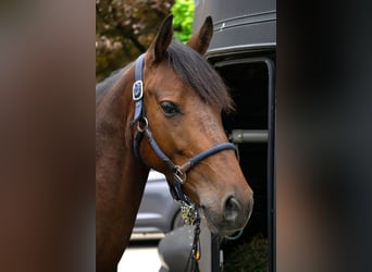 Irish Sport Horse, Wallach, 6 Jahre, 144 cm, Schecke