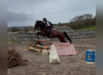 Irish Sport Horse, Wallach, 6 Jahre, 153 cm, Rotbrauner