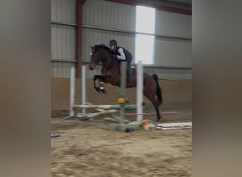 Irish Sport Horse, Wallach, 6 Jahre, 153 cm, Rotbrauner