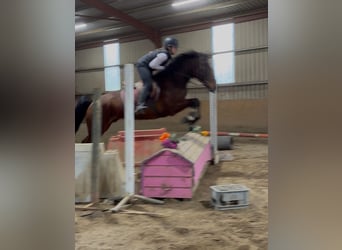 Irish Sport Horse, Wallach, 6 Jahre, 153 cm, Rotbrauner