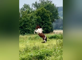 Irish Sport Horse, Wallach, 6 Jahre, 155 cm, Schecke