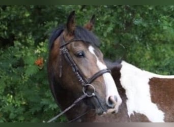 Irish Sport Horse, Wallach, 6 Jahre, 156 cm, Schecke