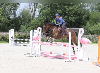 Irish Sport Horse, Wallach, 6 Jahre, 160 cm, Brauner