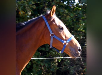 Irish Sport Horse, Wallach, 6 Jahre, 160 cm, Brauner