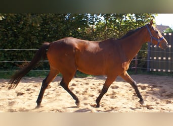 Irish Sport Horse, Wallach, 6 Jahre, 160 cm, Brauner