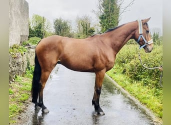 Irish Sport Horse, Wallach, 6 Jahre, 160 cm, Hellbrauner