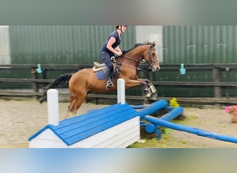 Irish Sport Horse, Wallach, 6 Jahre, 160 cm, Hellbrauner