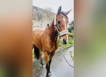 Irish Sport Horse, Wallach, 6 Jahre, 160 cm, Hellbrauner