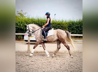 Irish Sport Horse, Wallach, 6 Jahre, 160 cm, Schimmel