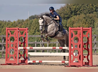 Irish Sport Horse, Wallach, 6 Jahre, 160 cm, Schimmel