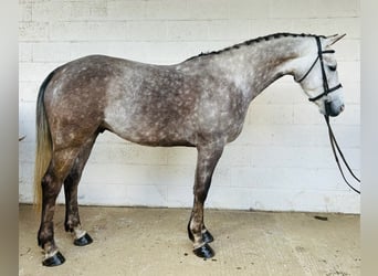 Irish Sport Horse, Wallach, 6 Jahre, 160 cm, Schimmel