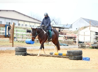 Irish Sport Horse, Wallach, 6 Jahre, 161 cm, Schecke