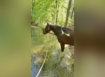 Irish Sport Horse, Wallach, 6 Jahre, 161 cm, Schecke