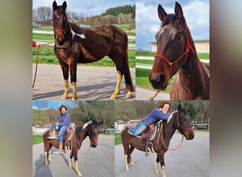 Irish Sport Horse, Wallach, 6 Jahre, 161 cm, Schecke