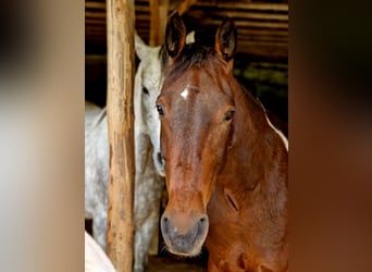 Irish Sport Horse, Wallach, 6 Jahre, 161 cm, Schecke