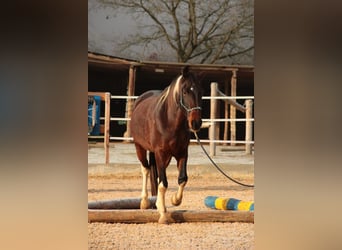 Irish Sport Horse, Wallach, 6 Jahre, 161 cm, Schecke