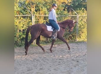 Irish Sport Horse, Wallach, 6 Jahre, 162 cm, Dunkelfuchs