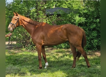 Irish Sport Horse, Wallach, 6 Jahre, 163 cm, Fuchs