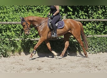 Irish Sport Horse, Wallach, 6 Jahre, 163 cm, Fuchs