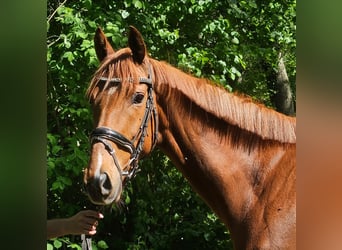 Irish Sport Horse, Wallach, 6 Jahre, 163 cm, Fuchs