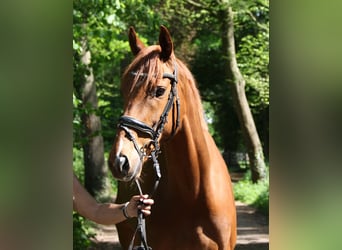 Irish Sport Horse, Wallach, 6 Jahre, 163 cm, Fuchs