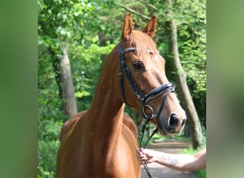 Irish Sport Horse, Wallach, 6 Jahre, 163 cm, Fuchs