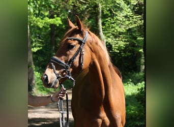 Irish Sport Horse, Wallach, 6 Jahre, 163 cm, Fuchs