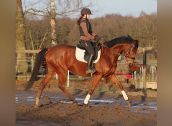 Irish Sport Horse Mix, Wallach, 6 Jahre, 164 cm, Brauner