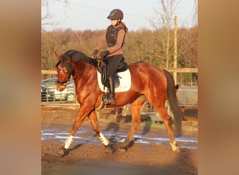Irish Sport Horse Mix, Wallach, 6 Jahre, 164 cm, Brauner