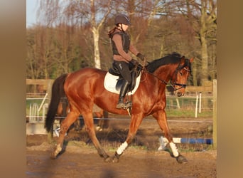 Irish Sport Horse Mix, Wallach, 6 Jahre, 164 cm, Brauner