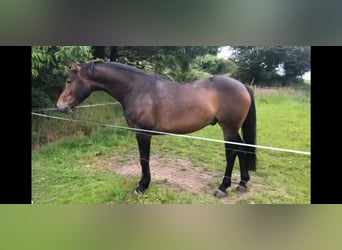 Irish Sport Horse, Wallach, 6 Jahre, 164 cm, Rotbrauner