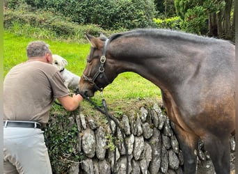 Irish Sport Horse, Wallach, 6 Jahre, 164 cm, Rotbrauner