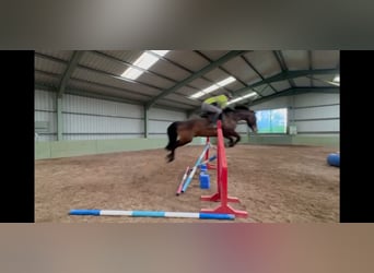 Irish Sport Horse, Wallach, 6 Jahre, 164 cm, Rotbrauner