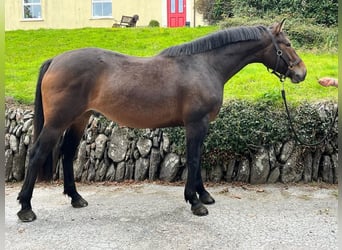 Irish Sport Horse, Wallach, 6 Jahre, 164 cm, Rotbrauner
