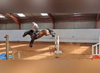 Irish Sport Horse, Wallach, 6 Jahre, 164 cm, Rotbrauner