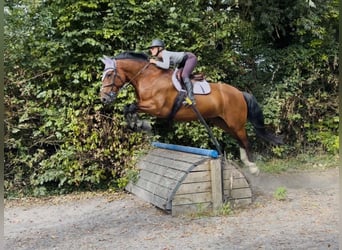 Irish Sport Horse, Wallach, 6 Jahre, 164 cm, Rotbrauner