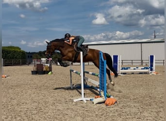Irish Sport Horse, Wallach, 6 Jahre, 164 cm, Rotbrauner