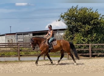 Irish Sport Horse, Wallach, 6 Jahre, 164 cm, Rotbrauner