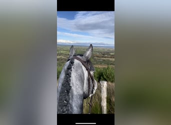 Irish Sport Horse, Wallach, 6 Jahre, 164 cm, Schimmel