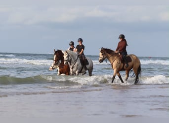 Irish Sport Horse, Wallach, 6 Jahre, 165 cm, Blauschimmel