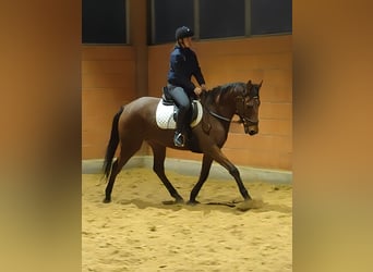 Irish Sport Horse, Wallach, 6 Jahre, 165 cm, Brauner