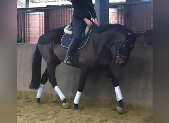 Irish Sport Horse Mix, Wallach, 6 Jahre, 165 cm, Dunkelbrauner