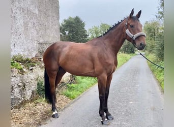 Irish Sport Horse, Wallach, 6 Jahre, 165 cm, Dunkelbrauner