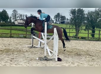 Irish Sport Horse, Wallach, 6 Jahre, 165 cm, Dunkelbrauner
